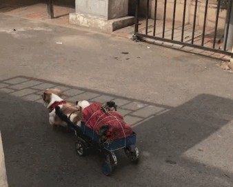 主人年迈小狗每天独自帮主人买菜瘦小的背影让人羡慕又心疼