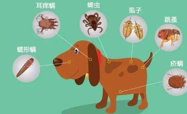 身上有虫的狗狗往往有这6个表现赶紧驱虫吧