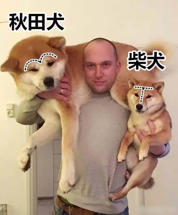 日本的土狗柴犬凭什么能比中国土狗的身价贵几十倍