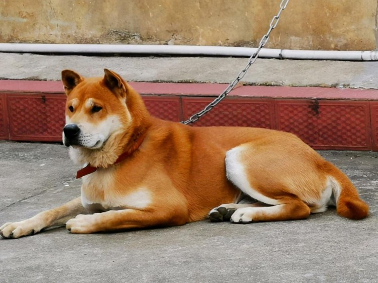 日本的土狗柴犬凭什么能比中国土狗的身价贵几十倍