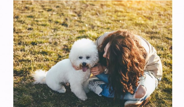 比熊犬最渴望“拥有”的7件东西，你能够满足它几个？