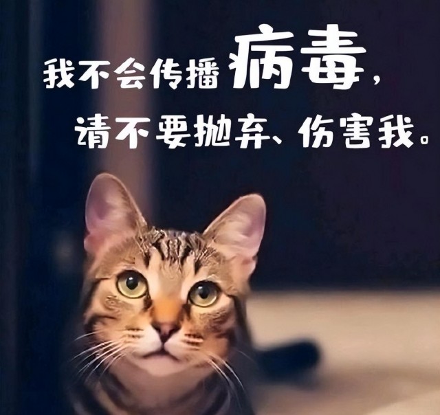 疫情不小心被隔离了，家里的猫狗怎么办？满分的答案来了