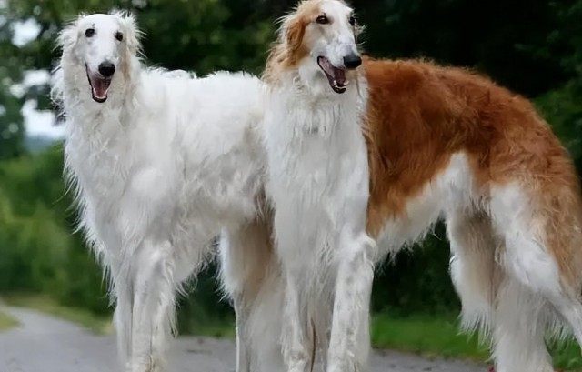 颜值即正义！最优雅高贵的猎犬——波索尔犬！